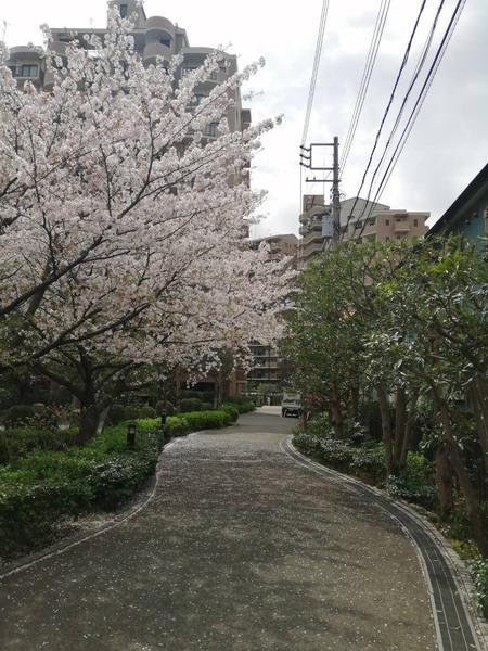 �_�ސ쌧������s�����̒��Ã}���V�����̂��̑����p��